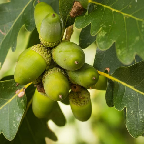 Dąb Bezszypułkowy Plant Pack