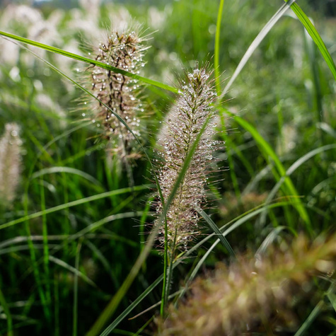 Pennisetum alopecuroides, Rozplenica japońska, Piórkówka 'Weserbergland'