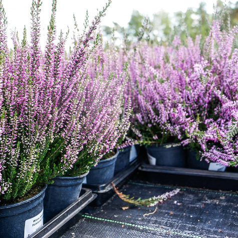 Wrzos pospolity fioletowy pączkowy