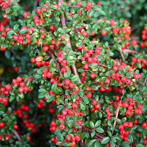 Irga karłowata Cotoneaster perpusillus (C2)