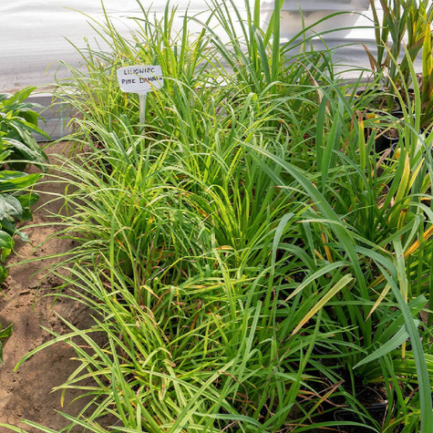 Liliowiec ogrodowy Pink Damask (C2)