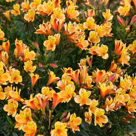 Alstremeria ogrodowa Lilia Inków Summer Breeze (C2)