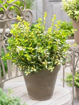 Trzmielina Fortune'a Interbolwi (C2)