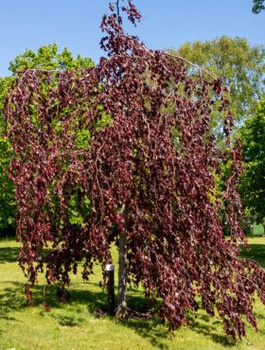 Buk pospolity zwyczajny Purpurea Pendula (C2)