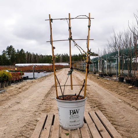 Pigwowiec okazały Scarlet Storm (C2)