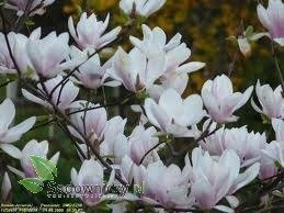 Magnolia w odmianach