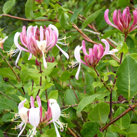 Wiciokrzew pomorski Serotina (C2)