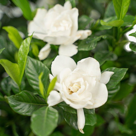 Gardenia Magnifica (P9)