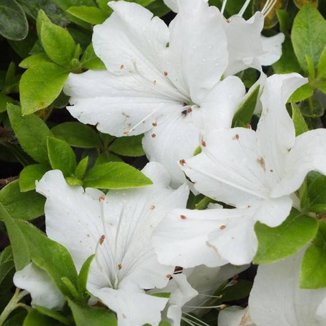 Azalia japońska Mary Helen (C2)