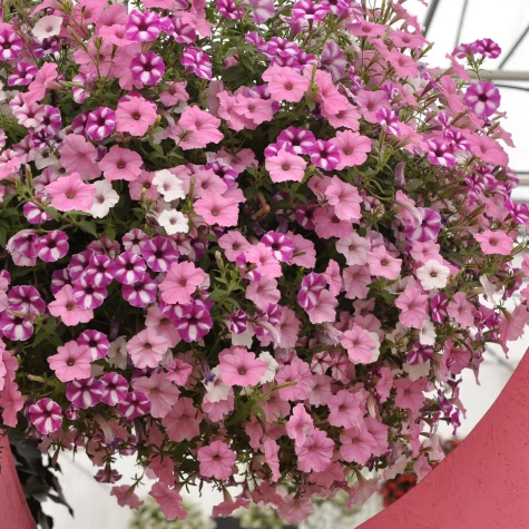 Surfinia Supertunia Vista Raspberry Star samoczyszcząca