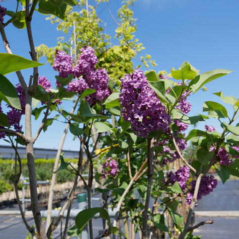 Lilak Bez Miss Kim szczepiony na pniu (C2)