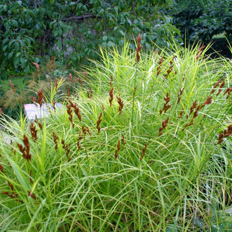 Turzyca palmowa (C2)