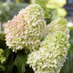 Hortensja bukietowa Little Fraise (C2)