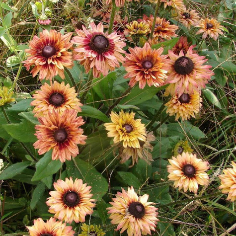 Rudbekia owłosiona Rudy Double Rose Yellow (C2) 
