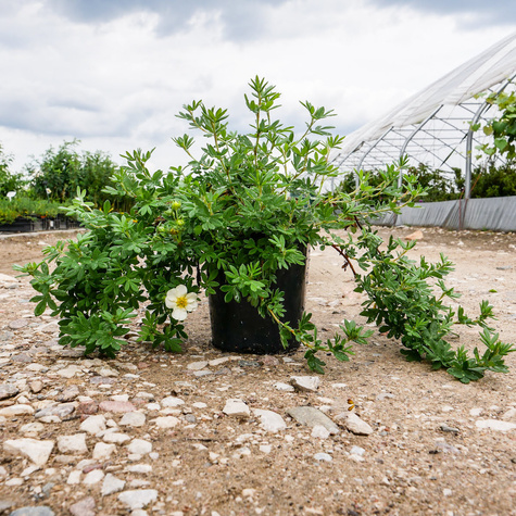 Pięciornik krzewiasty 'Tilford Cream' (C2)