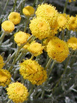 Santolina cyprysikowata