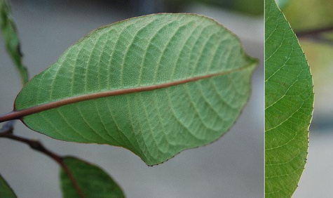 Wierzba wspaniała Magnifica szczepiona na pniu