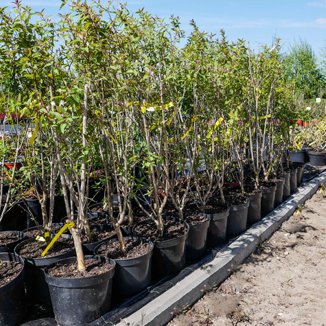 Suchodrzew tatarski (C2)