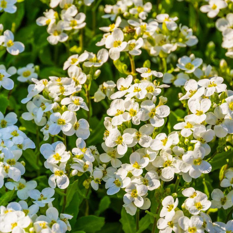 Żagwin ogrodowy Axcent White biały