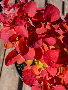 Berberys thunberga Orange Ice (P9)