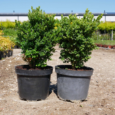 Bukszpan wieczniezielony DUŻA KULA