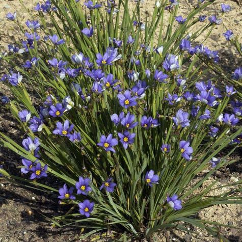 Miecznica wąskolistna Devon Skies (C2)