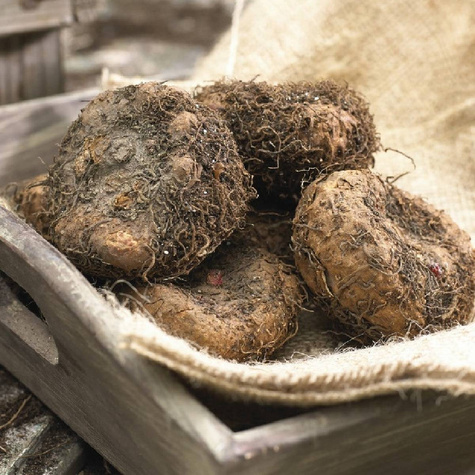 Begonia bulwiasta Fimbriata różowa strzępiasta