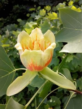 Tulipanowiec amerykański (C5)