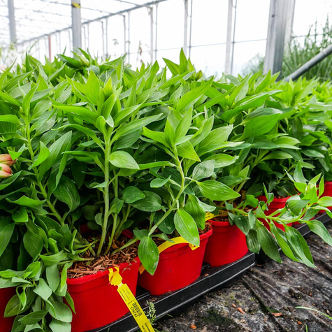 Alstroemeria Valley Girl Lilia inków