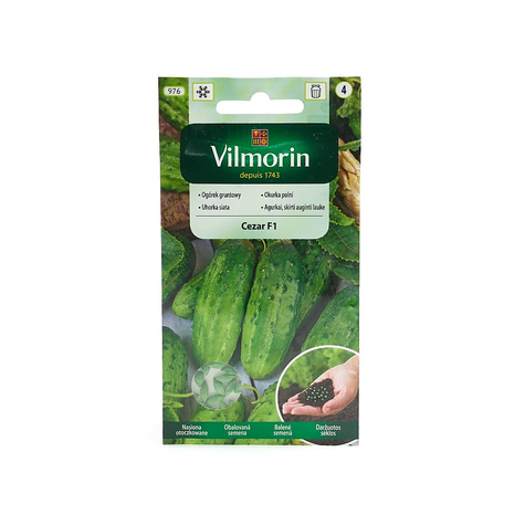 Ogórek gruntowy Cezar mieszaniec F1 50 sztuk