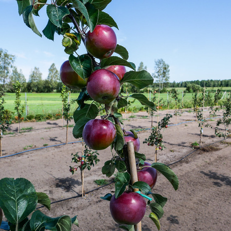 Jabłoń Liberty Parchoodporna Plant Pack