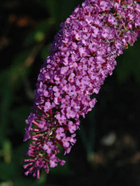 Budleja Dawida African Queen (P9)