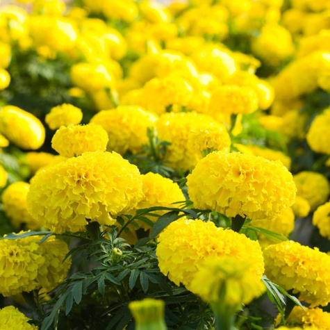 Aksamitka wyniosła wysoka żółta 1g Plantico