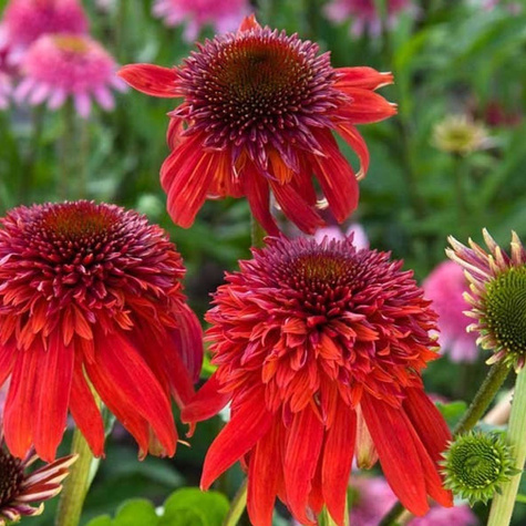 Jeżówka purpurowa Eccentric Nowość (C2)