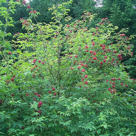 Bez koralowy Sambucus racemosa (C2)