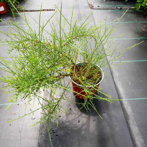 Janowiec lidyjski (C2)