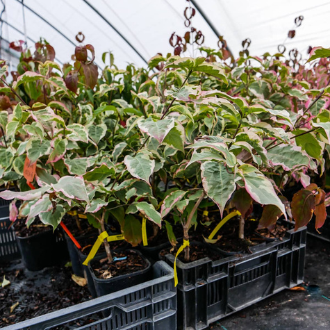 Dereń kousa Akatsuki (C2)