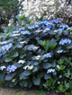Hortensja ogrodowa Blaumeise (C2)