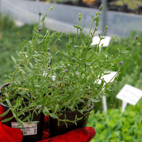 Lawenda wąskolistna lekarska Snow (C2)