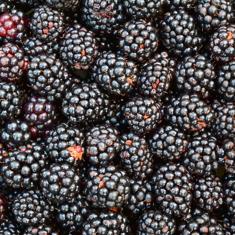 Jeżyna bezkolcowa Plant Pack