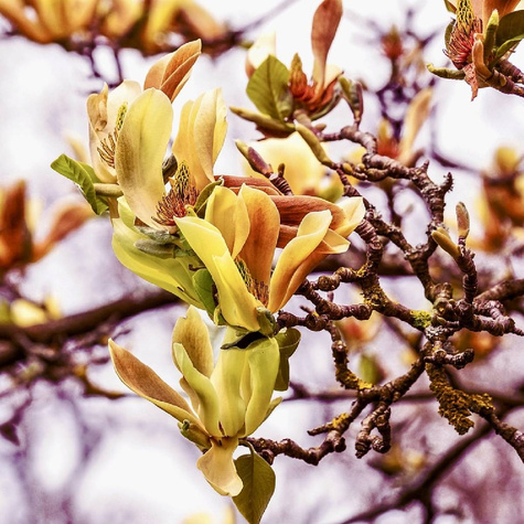 Magnolia żółta Yellow Lantern (C2)