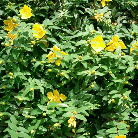 Dziurawiec Hidcote (P9)