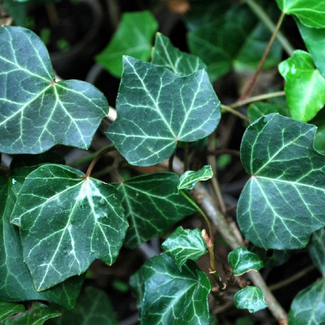 Bluszcz pospolity Woerner