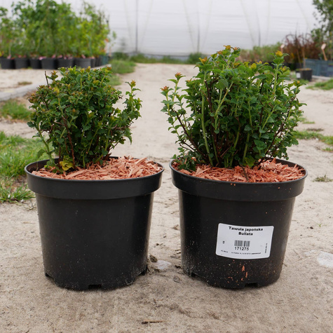 Tawuła japońska Bullata (C2)