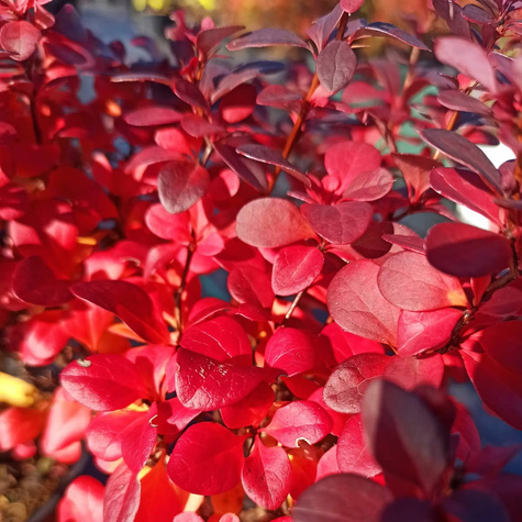 Berberys Thunberga Concorde (C2)