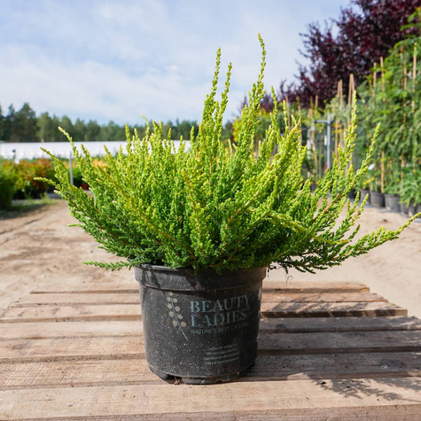 Wrzos pospolity biały kwiat żółte liście sadzonki