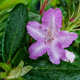 Rododendron Lumina (C2)