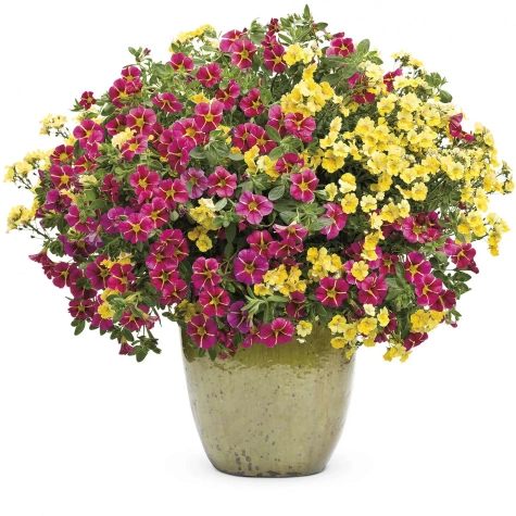 Calibrachoa Mini Surfinia Calita Special Cherry Star bordowo-żółta NOWOŚĆ