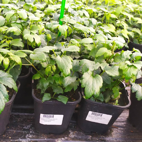 Zawilec japoński Fantasy Red (C2)