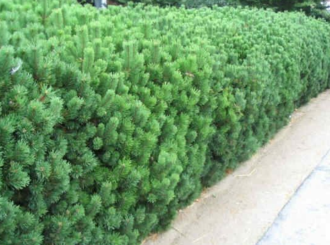 Sosna górska kosodrzewina Rotundata (C2)